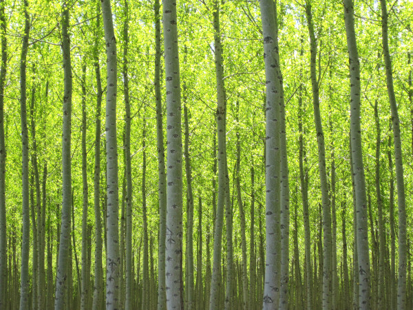 The Collins Company's Pacific Albus plantation in Boardman, OR, is certified by the Forest Stewardship Council as meeting FSC environmental and social goals. The company's mission "is to manage the forests sustainably. Nurture the forest's biodiversity. Help create a stable workforce that builds healthy communities where families can work and thrive. Foster loyalty and trust simply by being loyal and trustworthy. Leave the Earth better for our being here. That is our vision and that is our promise to you. "