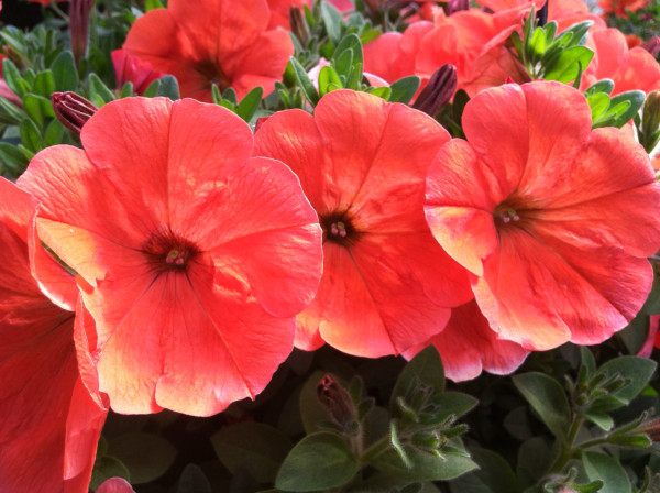 Warm Springs Greenhouses are known for the quality of their stock. These petunias made a hanging basket for shipping to area florists and home and garden stores.