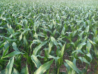 Corn field, Christiansen Farm, Portland, Mi
