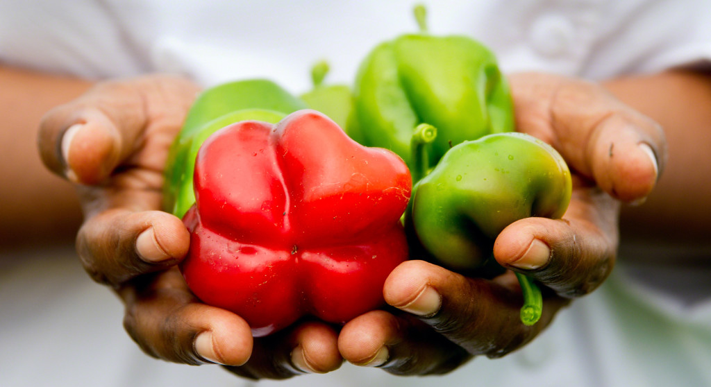 Peppers from the campus garden