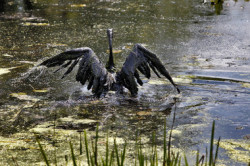 A Canada goose covered in dilbit can't fly out of the Kalamazoo River after 800,000 gallons of oil was released into river. -- Gazette / Jonathon Gruenke