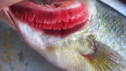 The upper portions of this bass's gills show what appears to be tar.