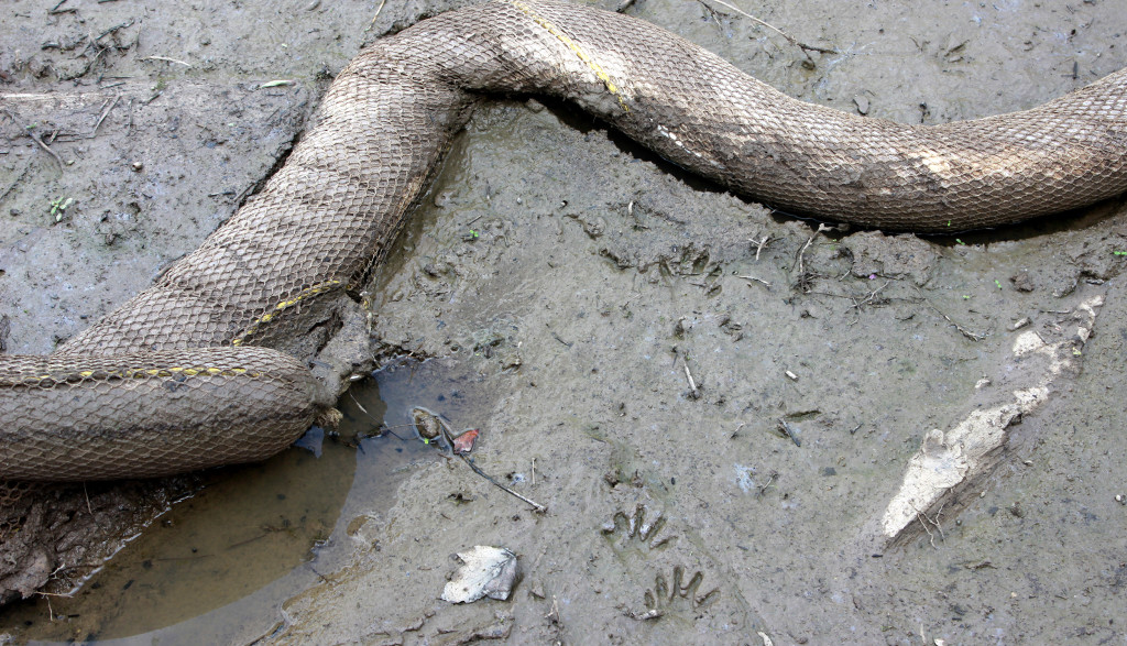 Raccoon tracks mark the muck across the booms in the cove.