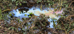 Puddles of oil soaked bog are common near the site of the spill.