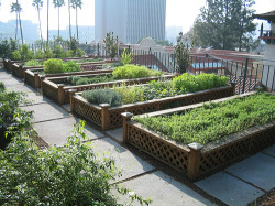 rooftop-gardens
